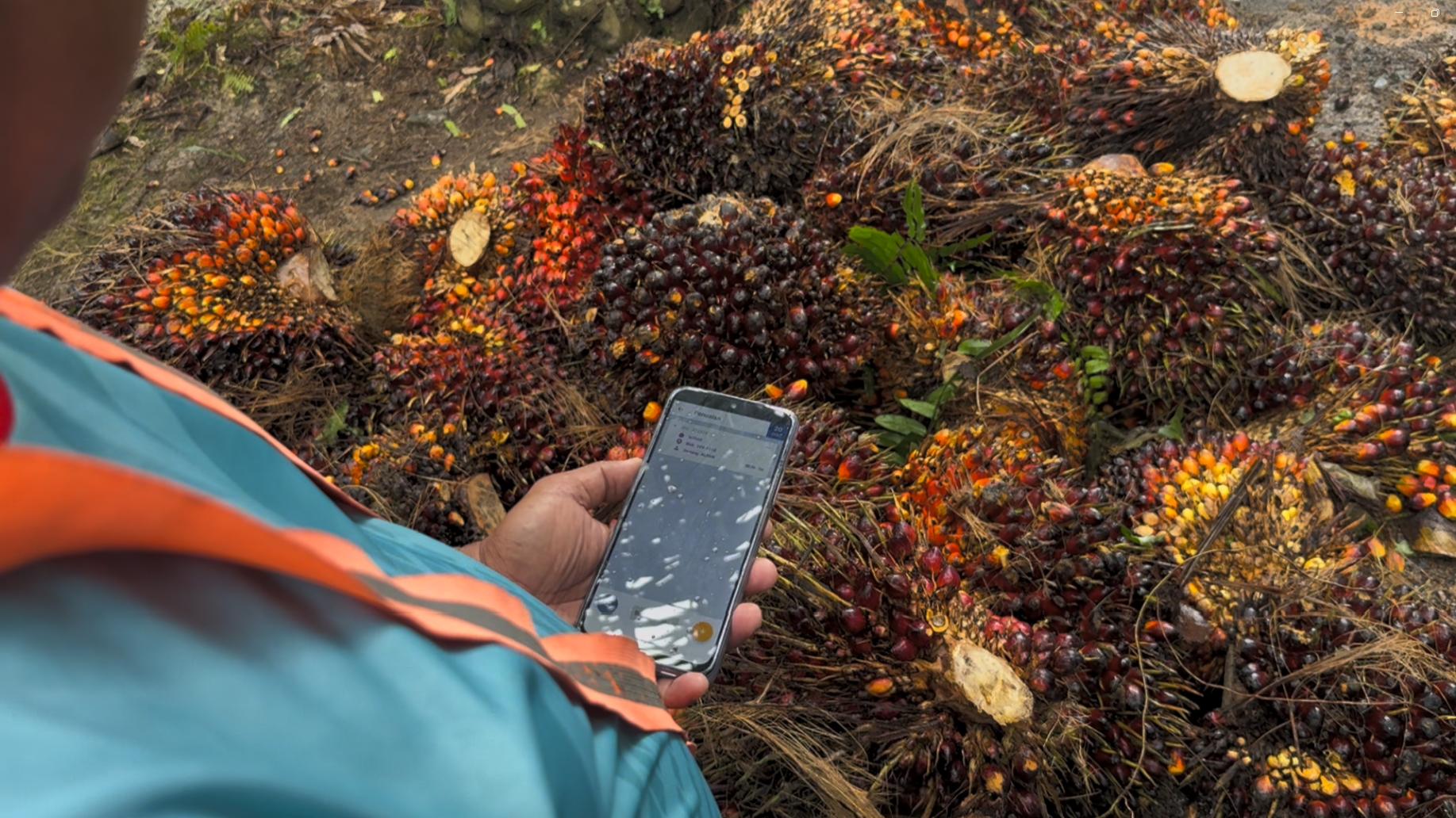 Quarto dashboard interface for palm oil plantation management