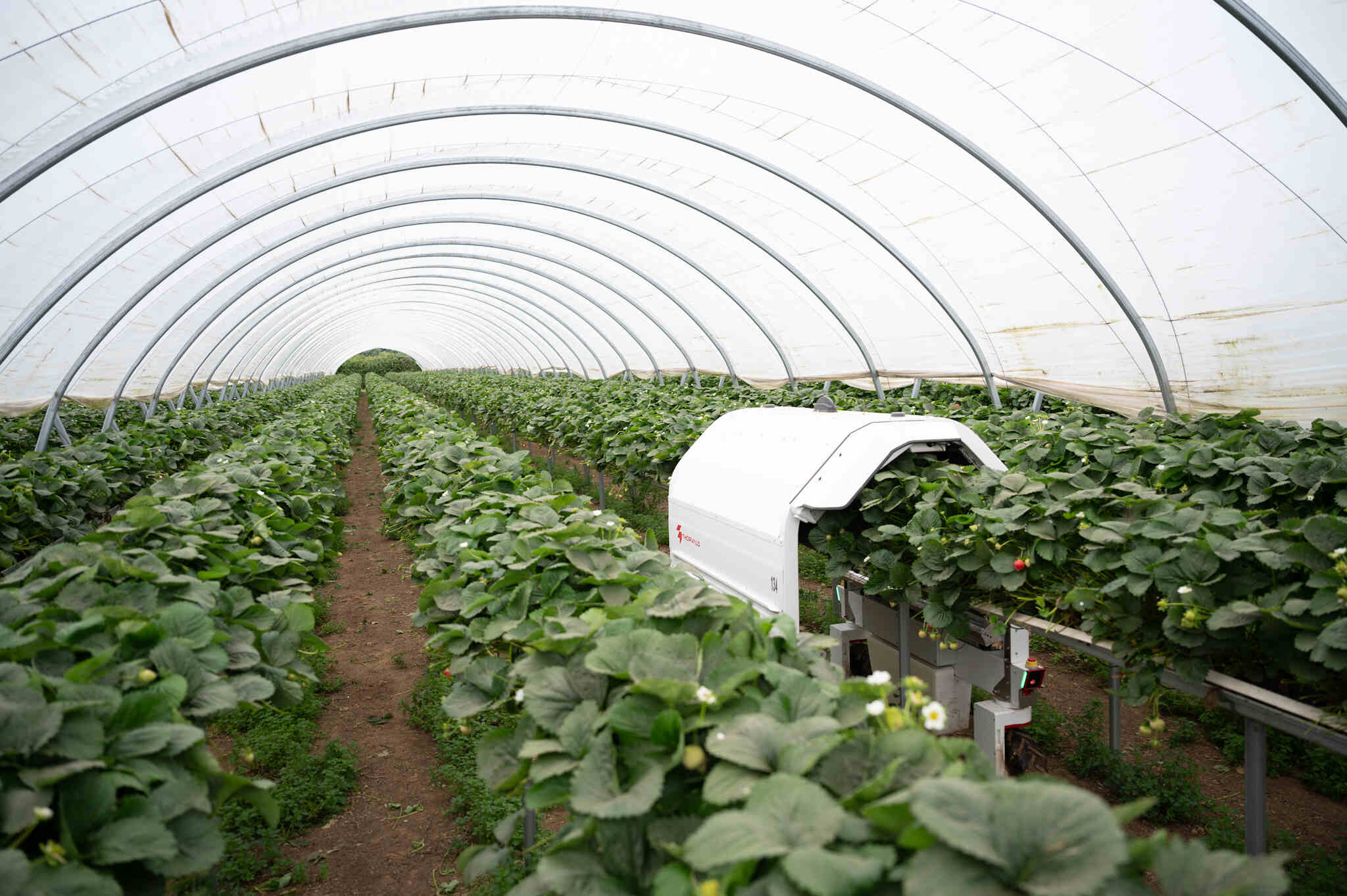 Solynta True Potato Seeds